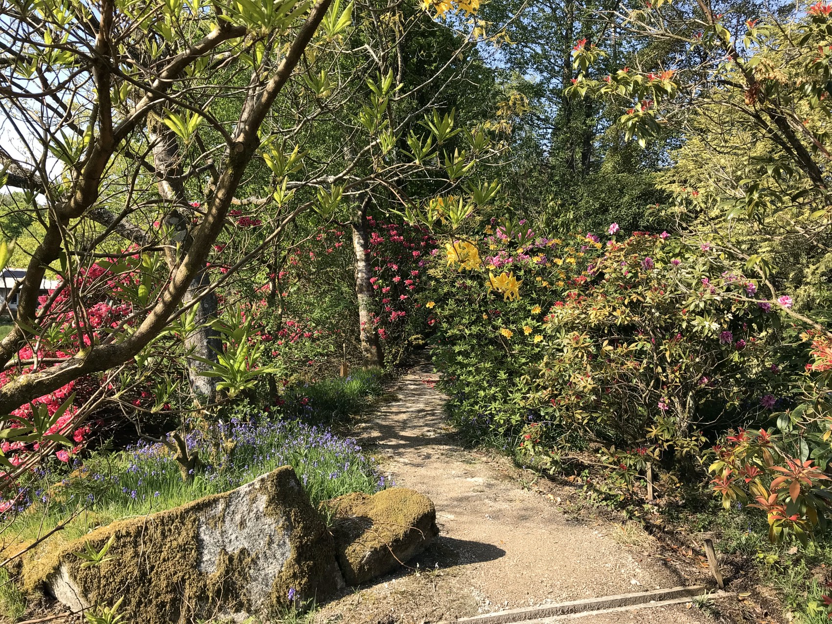 Rhododendron and Azalea Path