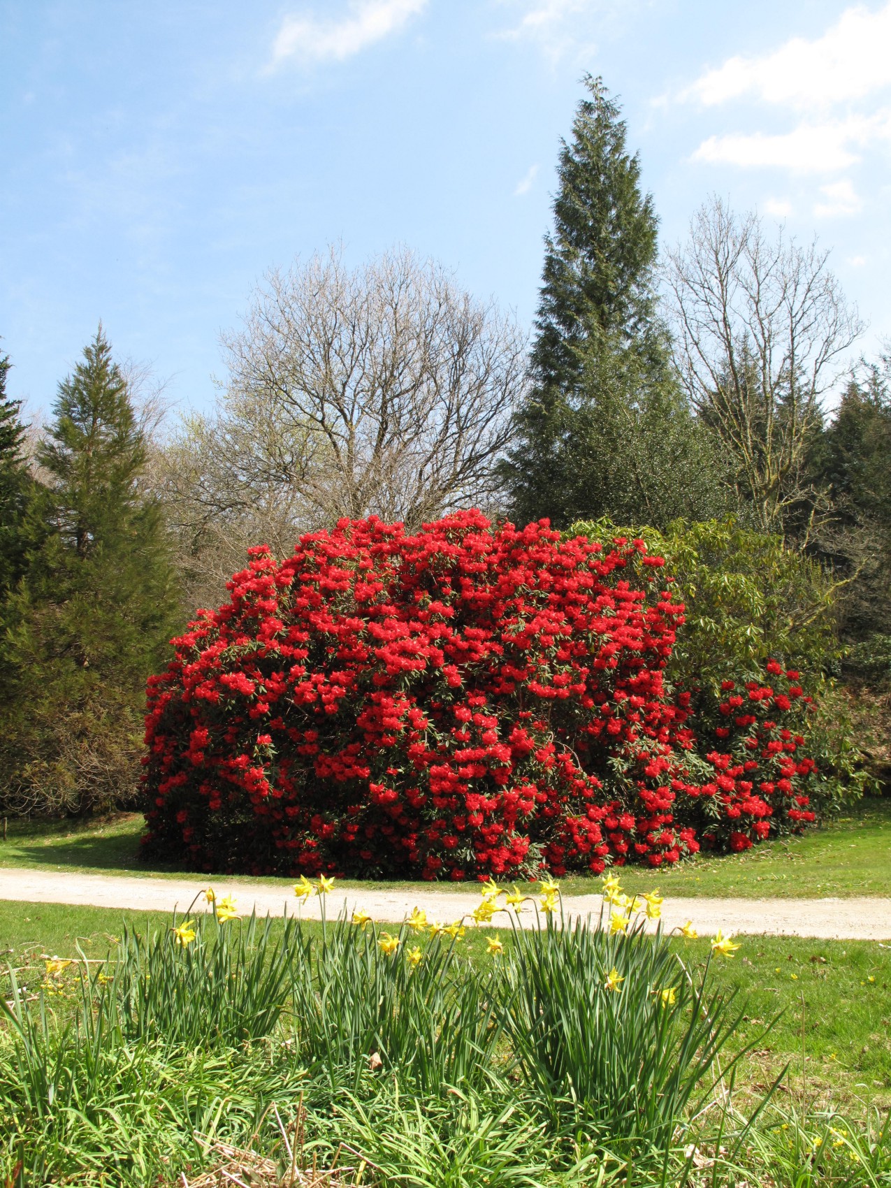 Rhododendron 'Orestes'