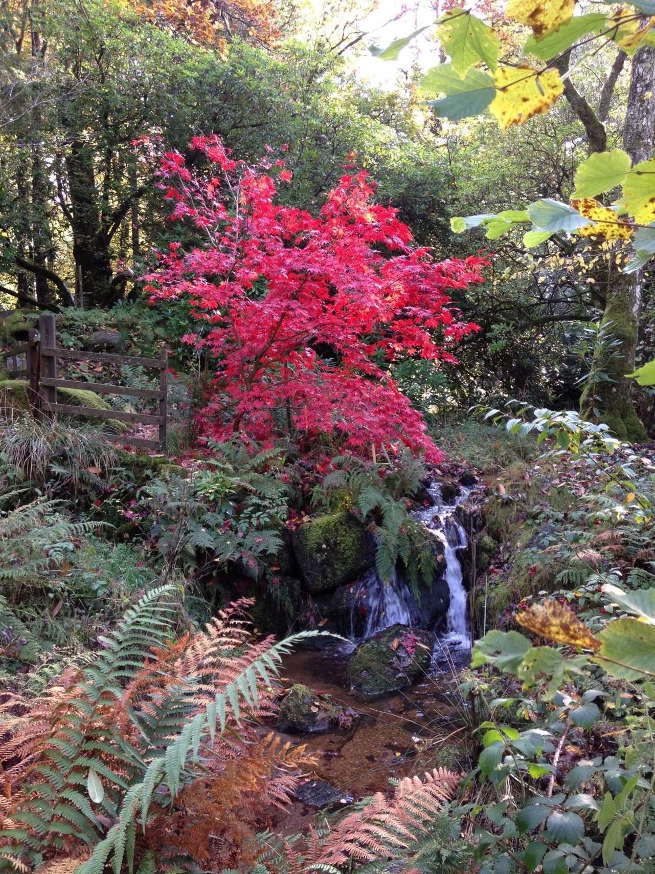 'Bloodgood' Maple and Waterfall