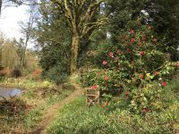 Camellias by Duck Pond