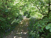 The Path through Bluebell Wood