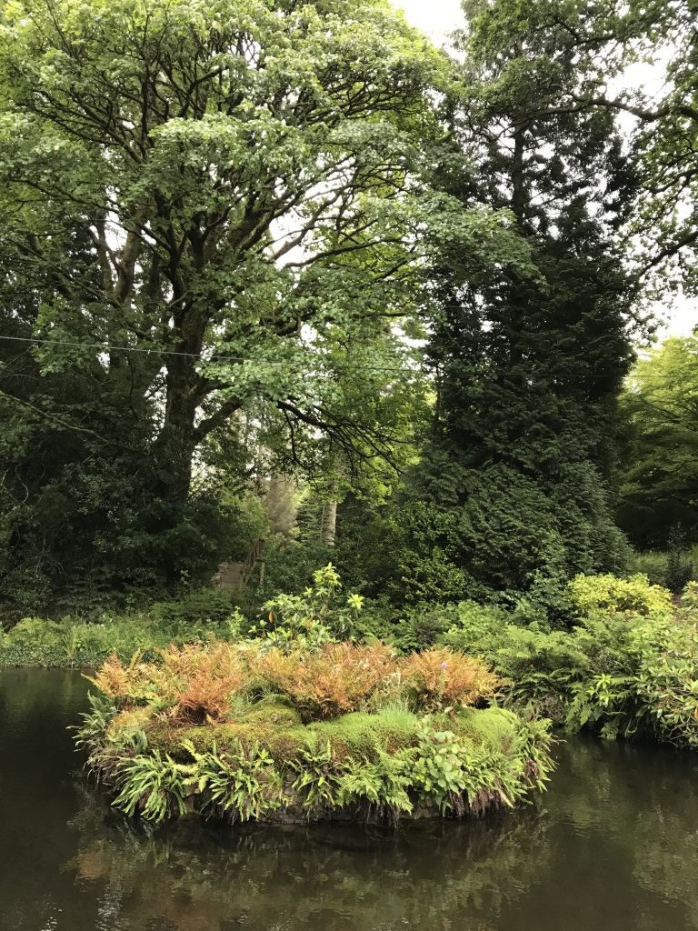 Fern Island on Duck Pond