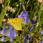 a-clouded-yellow-butterfly