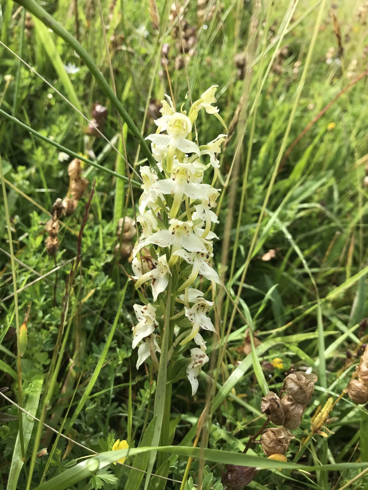 Greater Butterfly Orchid